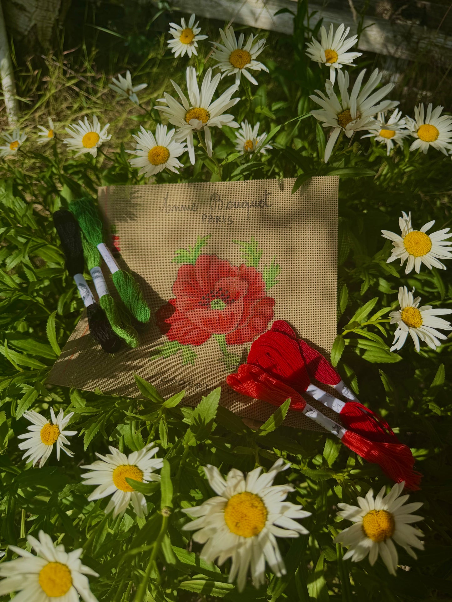 COQUELICOTS SAUVAGES